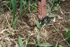 Erythrolamprus pygmaeus