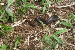 Erythrolamprus pygmaeus