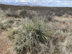 Yucca elata