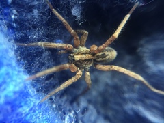 Trochosa sepulchralis