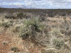 Yucca elata