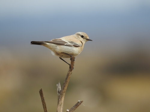 Desert Wheatear, 13310 Saint-Martin-de-Crau, France, photo 7 of 10