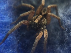 Trochosa sepulchralis