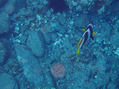 Heniochus diphreutes