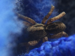 Trochosa sepulchralis