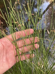 Juncus pauciflorus