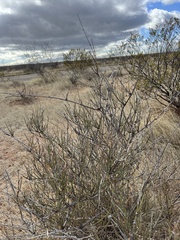 Ephedra trifurca