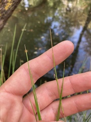 Juncus pauciflorus
