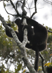 Propithecus edwardsi