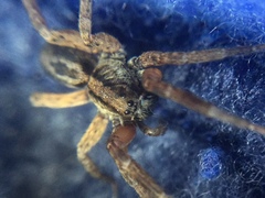 Trochosa sepulchralis