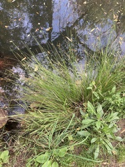 Juncus pauciflorus