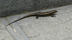 Eutropis longicaudata