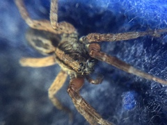 Trochosa sepulchralis