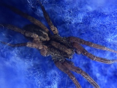 Trochosa sepulchralis