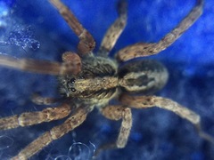 Trochosa sepulchralis