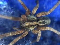 Trochosa sepulchralis