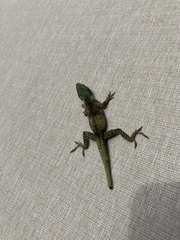 Anolis carolinensis