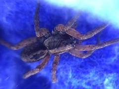 Trochosa sepulchralis