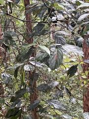 Neolitsea dealbata