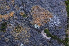 Polycauliona luteominia