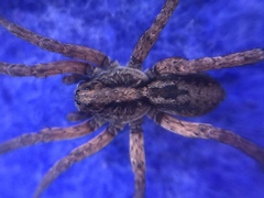 Trochosa sepulchralis