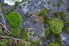 Polycauliona luteominia