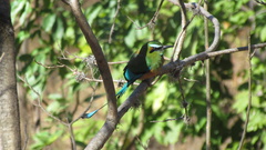 Eumomota superciliosa