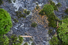 Polycauliona luteominia