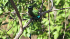 Eumomota superciliosa