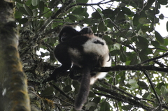 Propithecus edwardsi