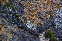 Polycauliona luteominia