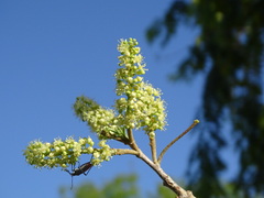 Thouinia paucidentata