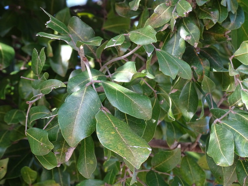 Melicoccus oliviformis, photograph 3