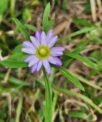 Eurybia hemispherica