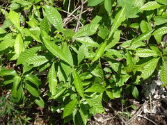 Psychotria nervosa