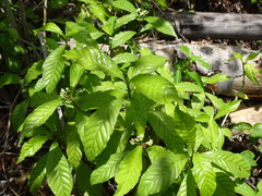 Psychotria nervosa