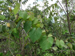 Vitis tiliifolia