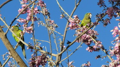 Eupsittula canicularis