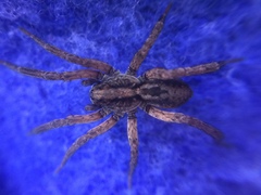 Trochosa sepulchralis