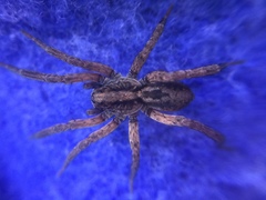 Trochosa sepulchralis