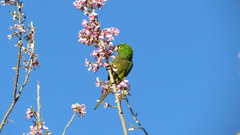 Eupsittula canicularis