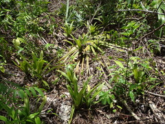 Tradescantia spathacea