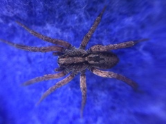 Trochosa sepulchralis