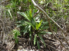 Tradescantia spathacea