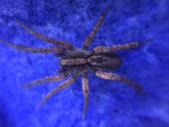 Trochosa sepulchralis