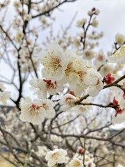Prunus mume