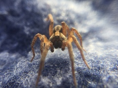 Trochosa sepulchralis