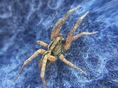 Trochosa sepulchralis