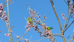 Eupsittula canicularis