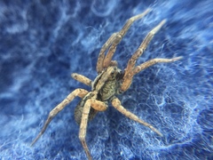 Trochosa sepulchralis